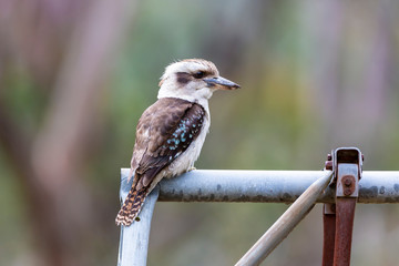 Kookaburra sitting on a an old swing set