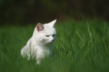 Cat sitting on a Meadow