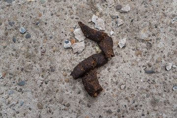dog feces on a concrete surface