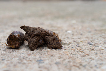 dog feces on a concrete surface