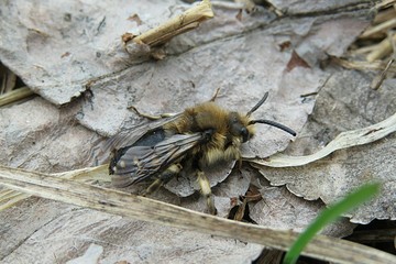 Horned bee resting on leaves in the garden, closeup 