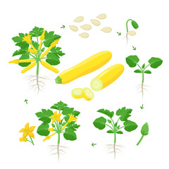 Plakat Zucchini plant growth from seed, sprout, flowering and mature plant with ripe fruits. Life cycle of yellow squash vector illustration in flat design. Infographic elements isolated on white background.