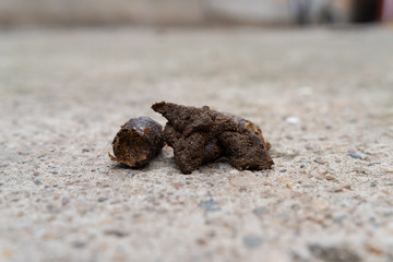dog feces on a concrete surface