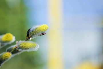 spring willow tree against blue sky background