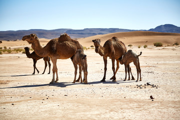 baby camels in the desert suckling