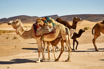 baby camel in the desert suckling