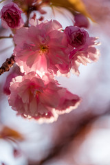 Punk cherry tree blossom in spring