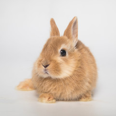 Fototapeta premium Easter bunny rabbit