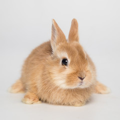 Easter bunny rabbit