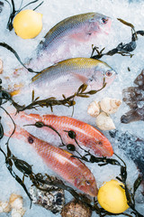 mussels with lemon on ice