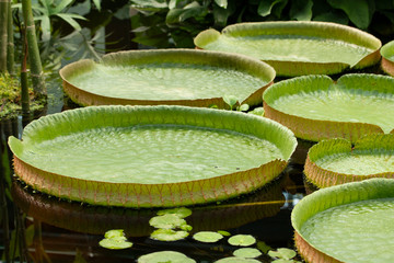 Victoria amazonica is the largest waterlily in the world. Many leaves of Victoria amazonica...