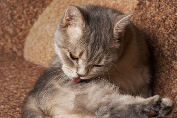 A gray cat with yellow eyes washes red.