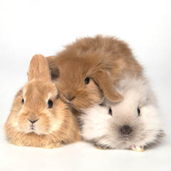 Easter bunny rabbits