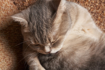 A gray cat with yellow eyes washes red.