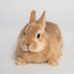 Easter bunny rabbit