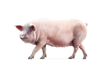 walking pig isolated on white background - 262590129