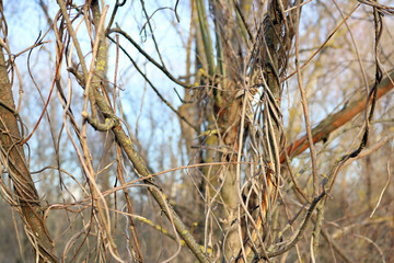 dry branches