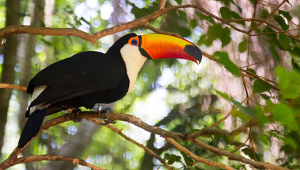 Toco toucan