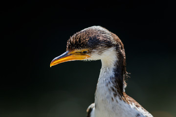 A Little Pied Cormorant taking in the sunshine.