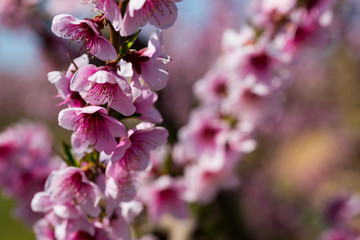Obraz premium Flowers on peach tree branch