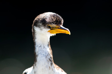 A Little Pied Cormorant taking in the sunshine.