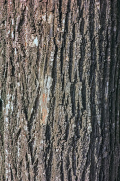 Natural background - the vertical texture of a real bark close-up in springtime.