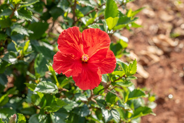 colorful flowers in a garden in spring