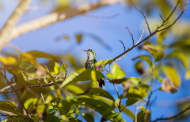 Tropical bird