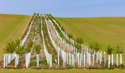 Fototapeta na wymiar Newly planted hedgerow of native saplings, dividing arable fields. Lines of trees with white protectors from foreground up to distant rolling hilltop skyline. Blue skies and sunshine.