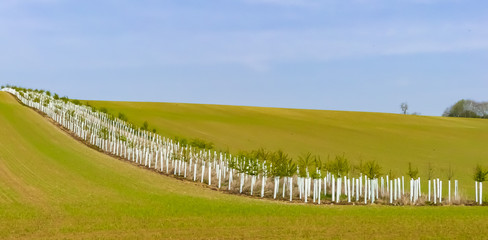 Newly planted hedgerow of native saplings, dividing arable fields. Lines of trees with white protectors from foreground up to distant  rolling hilltop skyline. Blue skies and sunshine.