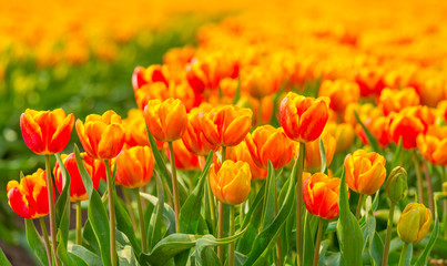 Field with flowers below a blue sky in sunlight in spring
