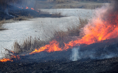 Fire in marsh, natural disaster