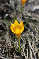 Crocus in the beginng of the spring