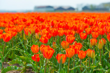 Field with flowers below a blue sky in sunlight in spring