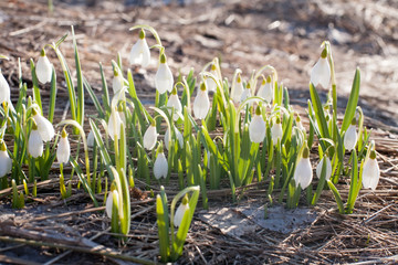white snowdrop spring flowers closeup view on earth background