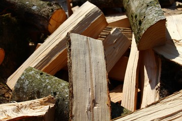 Brennholz im Wald