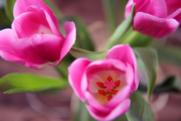 pink tulips in the garden