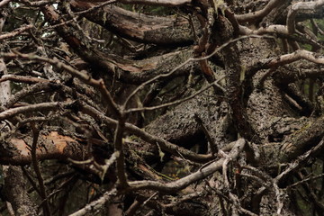 Intreccio di rami secchi di un albero morto