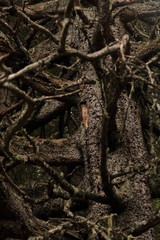 intreccio di rami secchi di albero morto