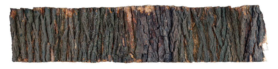 Large piece of tree bark isolated on white. Panorama texture of the bark of a tree