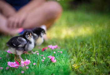 French Copper Marans chick