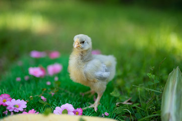 Lavender Orpington Chick
