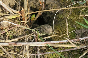 Lizard in the hole in the garden, closeup