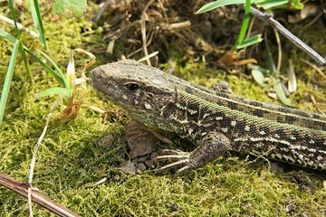  European lizard on grass in the garden, closeup 
