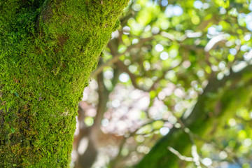background with branches, leaves and roots of trees