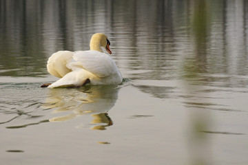 Swan on a lake
