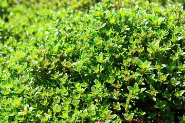 Thymian