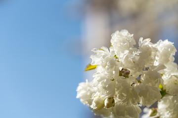 White cherry tree blossoms in spring