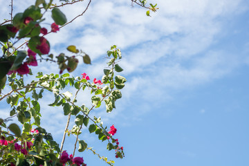 pink flowers with blue sky on a beautiful spring day