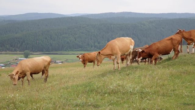 A herd of cows grazing on the field. Pasture for cows in the mountains